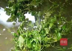 Illustration of how to make shepherd's purse dumplings 2