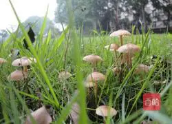 Illustration of how to make small leather umbrella pancakes 1