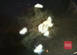 Illustration of how to make fried noodles 5