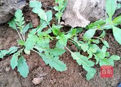 Illustration of making dumplings stuffed with shepherd's purse 1