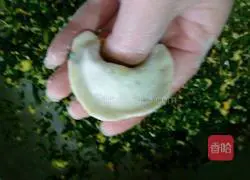 Illustration of how to make shepherd's purse dumplings 6