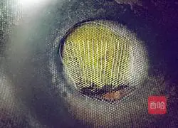 Illustration of how to make ham sausage and egg pancake 7