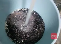 Osmanthus purple rice porridge recipe illustration 2