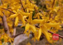 Illustration of how to make black beans, red dates and forsythia flowers 2