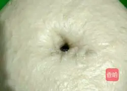 Illustration of how to make chive rolls 5