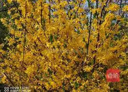 Illustration of how to make black beans, red dates and forsythia flowers 1