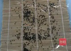 Illustration of making rice balls 3