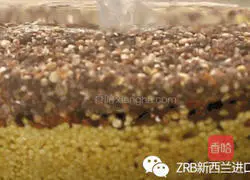 Quinoa, Millet and New Zealand Fish Maw Porridge Illustration of how to make porridge 1