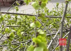 Illustration of how to make Yuqian Wotou 1