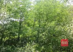 Huang's Baked Rice Recipe Illustration 2 