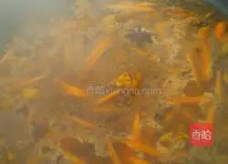 Illustration of chicken braised noodles 5