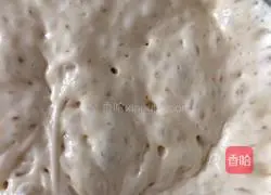 poolish (Polish species) hamburger embryos Illustration of how to do it 1